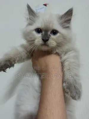 1-3 Months Male Purebred Persian