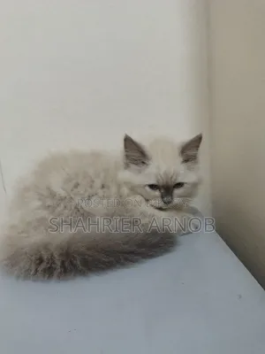 1-3 Months Male Purebred Persian