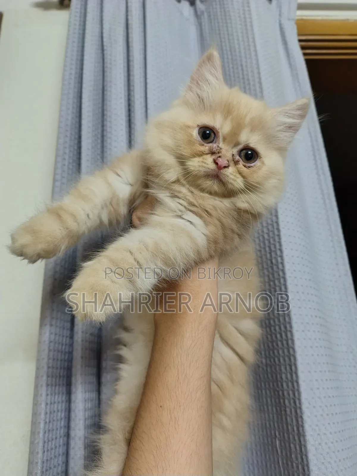 1-3 Months Male Purebred Persian