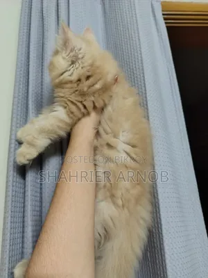 1-3 Months Male Purebred Persian