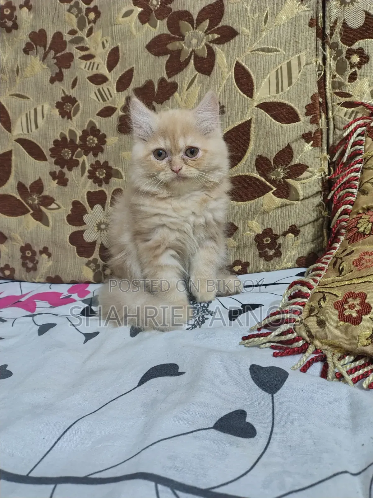 1-3 Months Male Purebred Persian