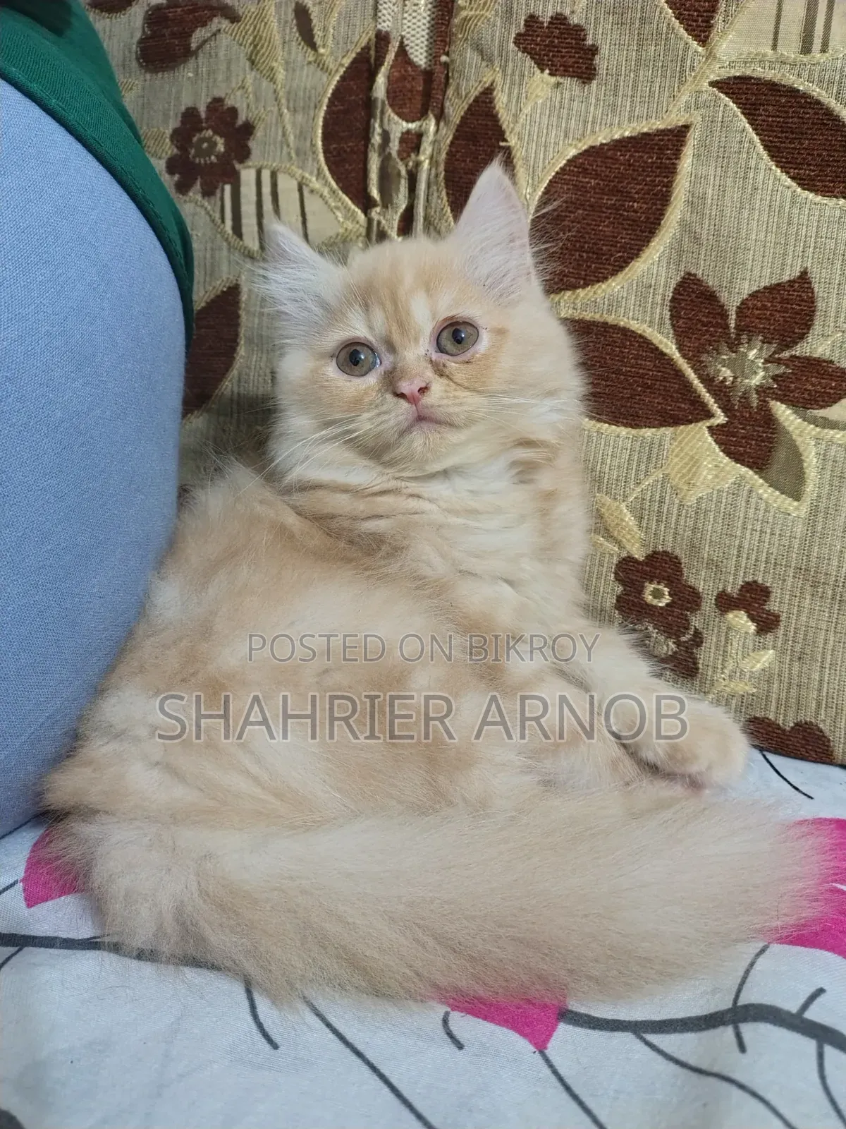 1-3 Months Male Purebred Persian