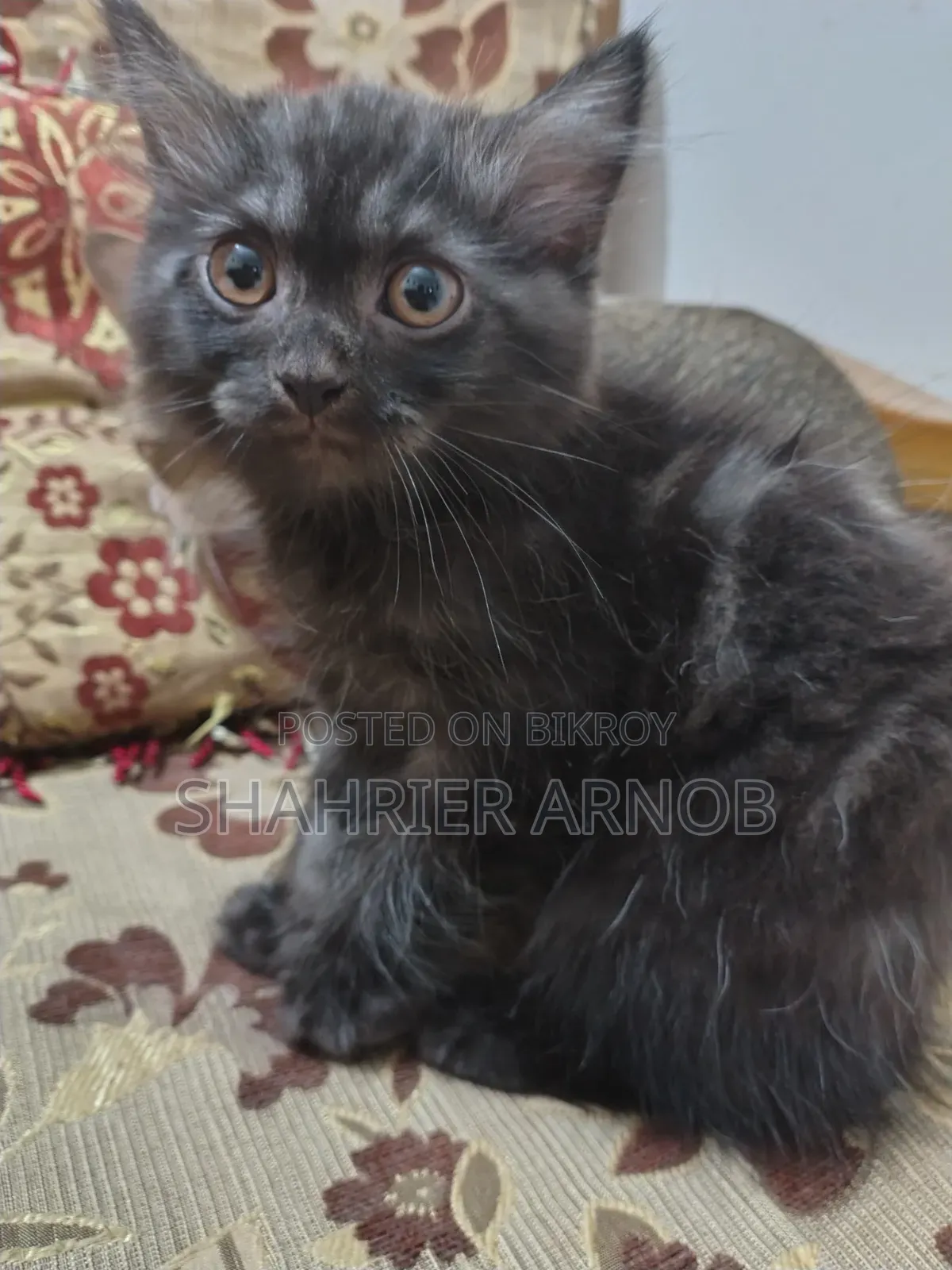 1-3 Months Male Purebred Persian