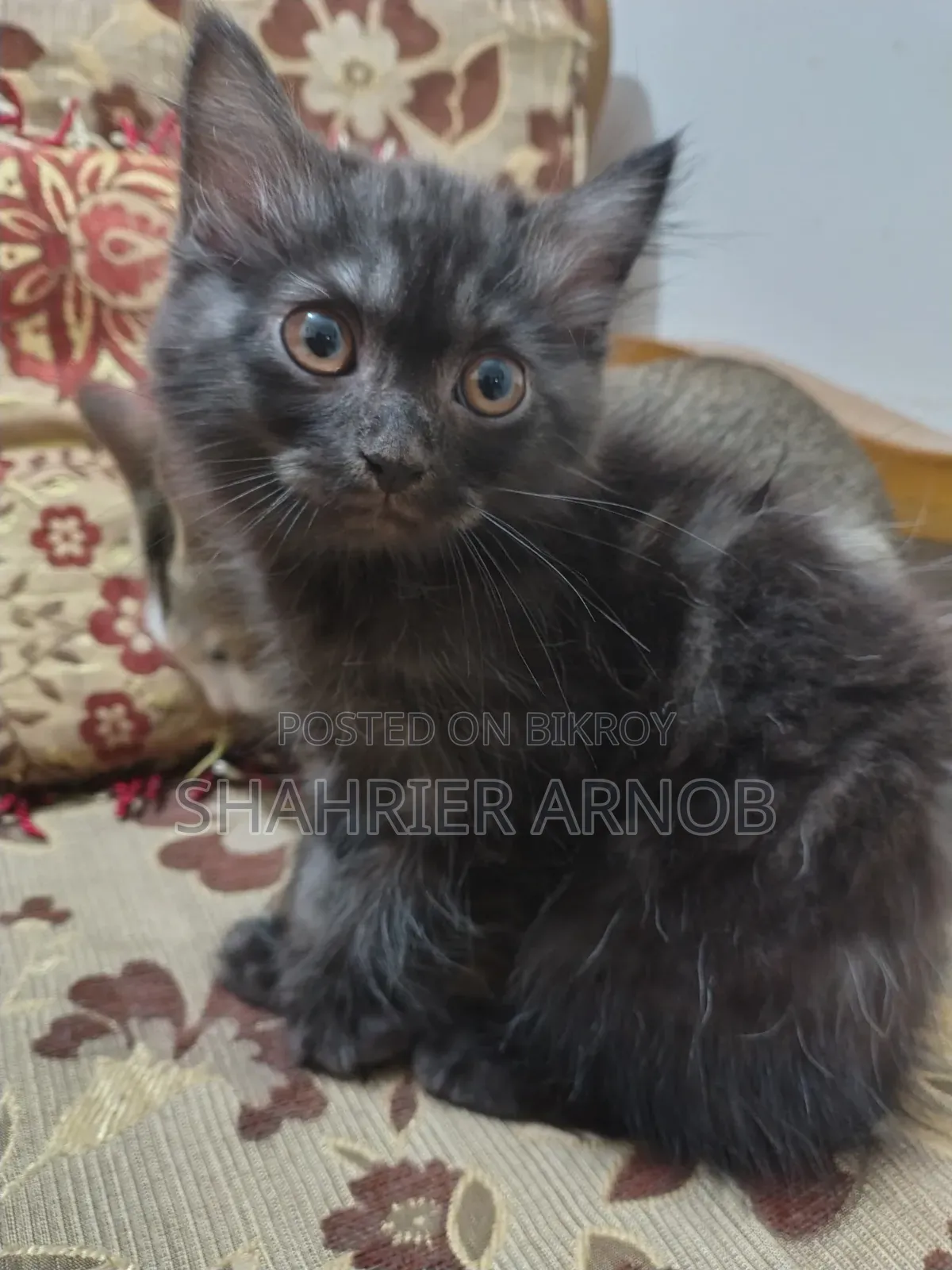1-3 Months Male Purebred Persian