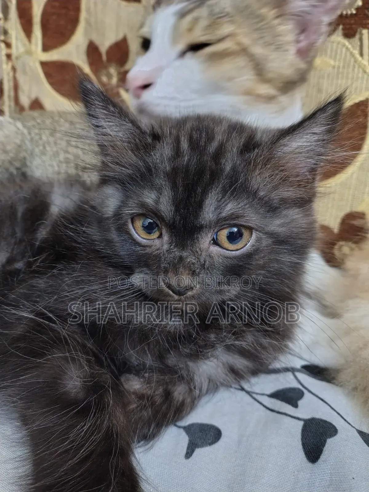 1-3 Months Male Purebred Persian