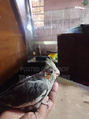 ককাটেল টেম সাইজ