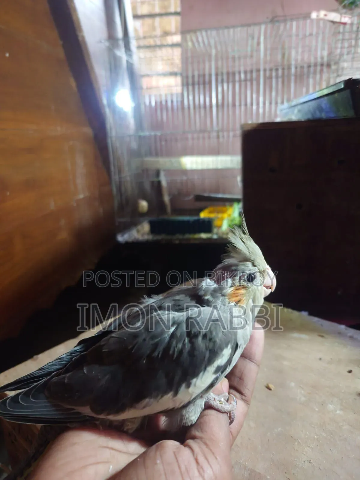 ককাটেল টেম সাইজ