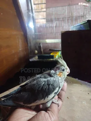 ককাটেল টেম সাইজ
