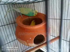 বাজিগর বিক্রি