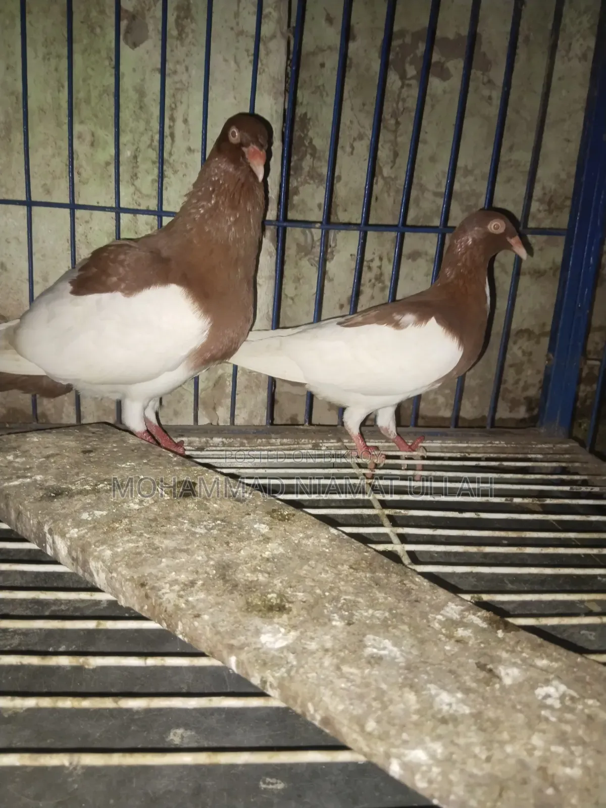 Red Magpie Running Pair