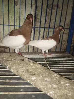 Red Magpie Running Pair