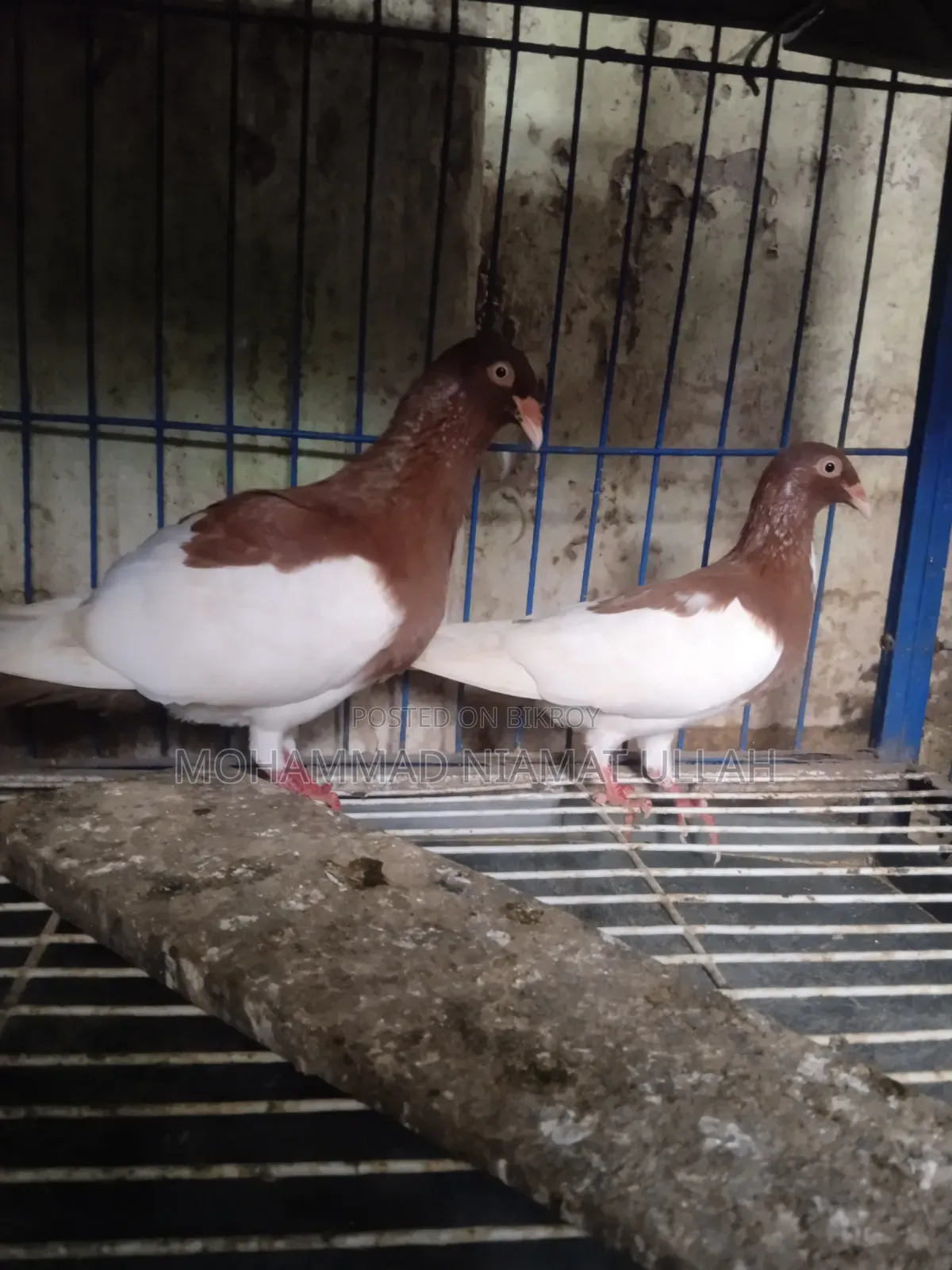 Red Magpie Running Pair