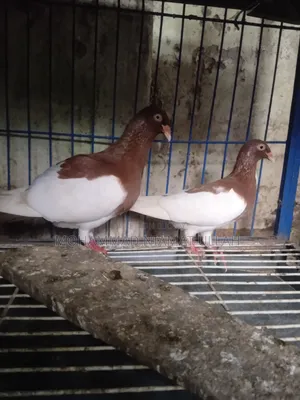 Red Magpie Running Pair