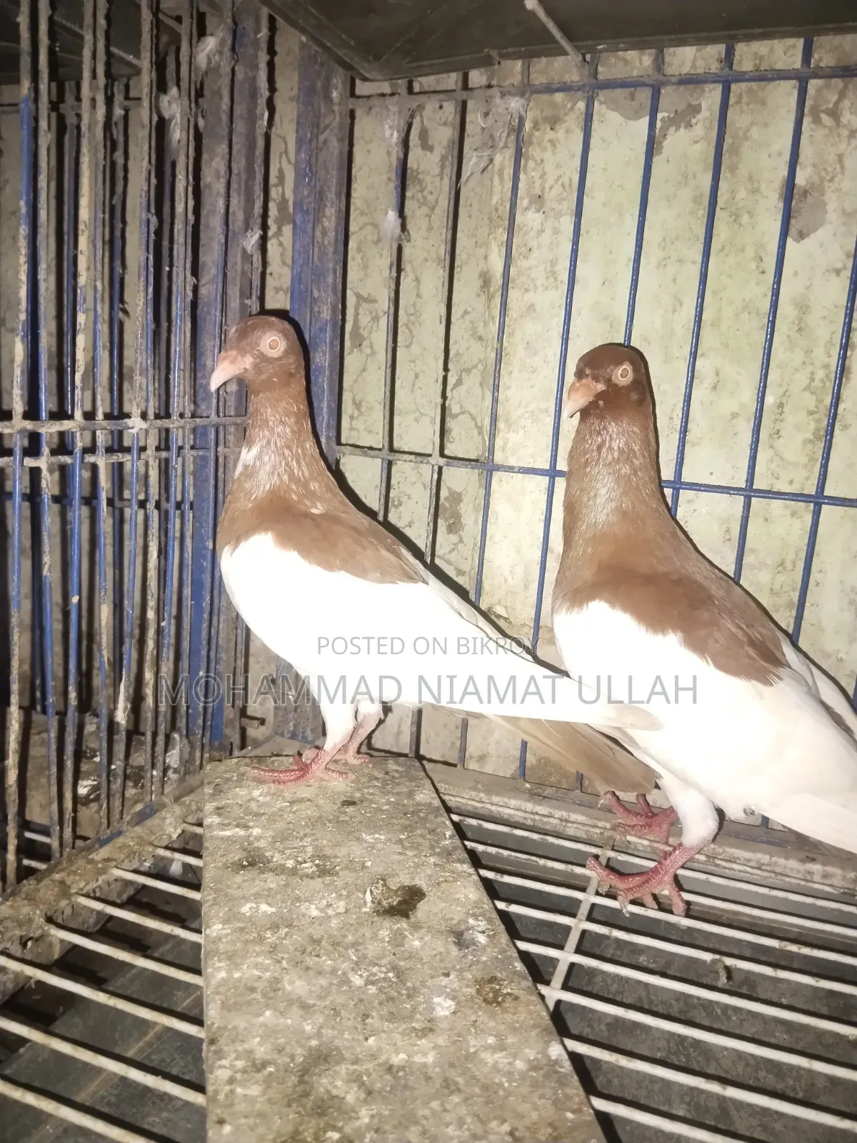 Red Magpie Running Pair
