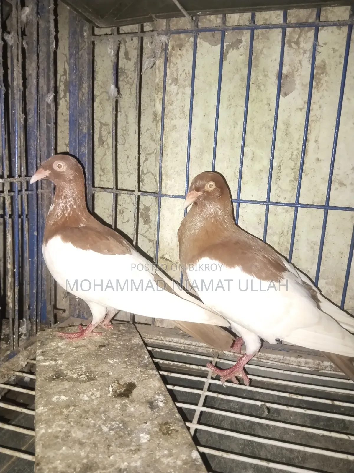 Red Magpie Running Pair