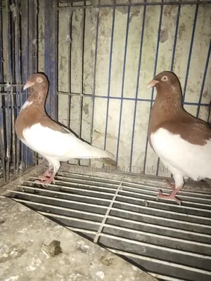 Red Magpie Running Pair