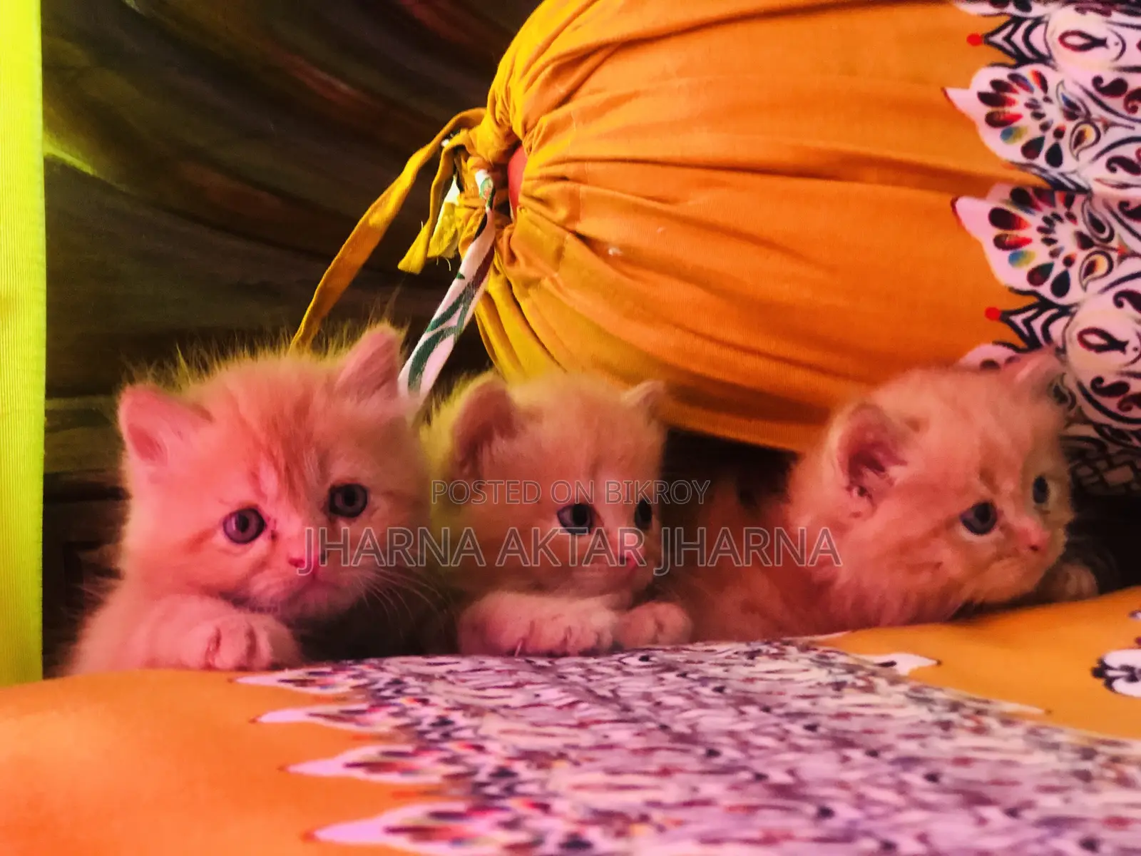 1-3 Months Female Purebred Persian
