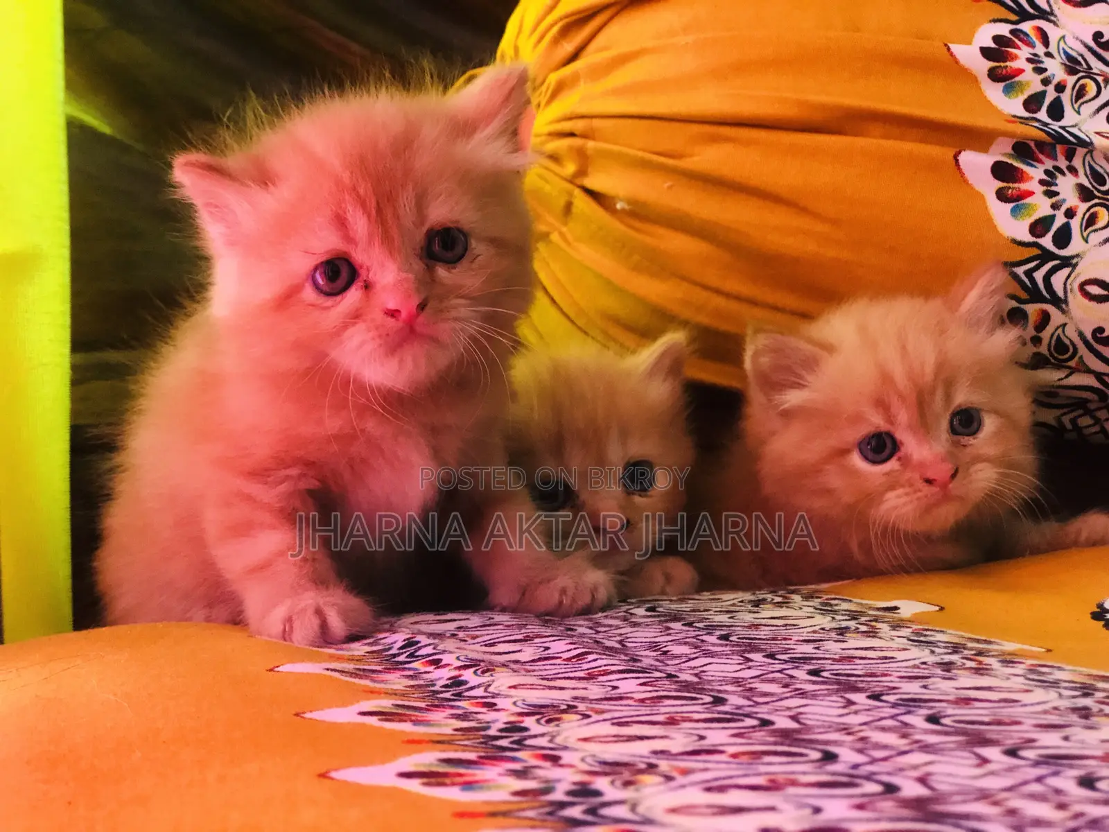 1-3 Months Female Purebred Persian