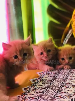 1-3 Months Female Purebred Persian
