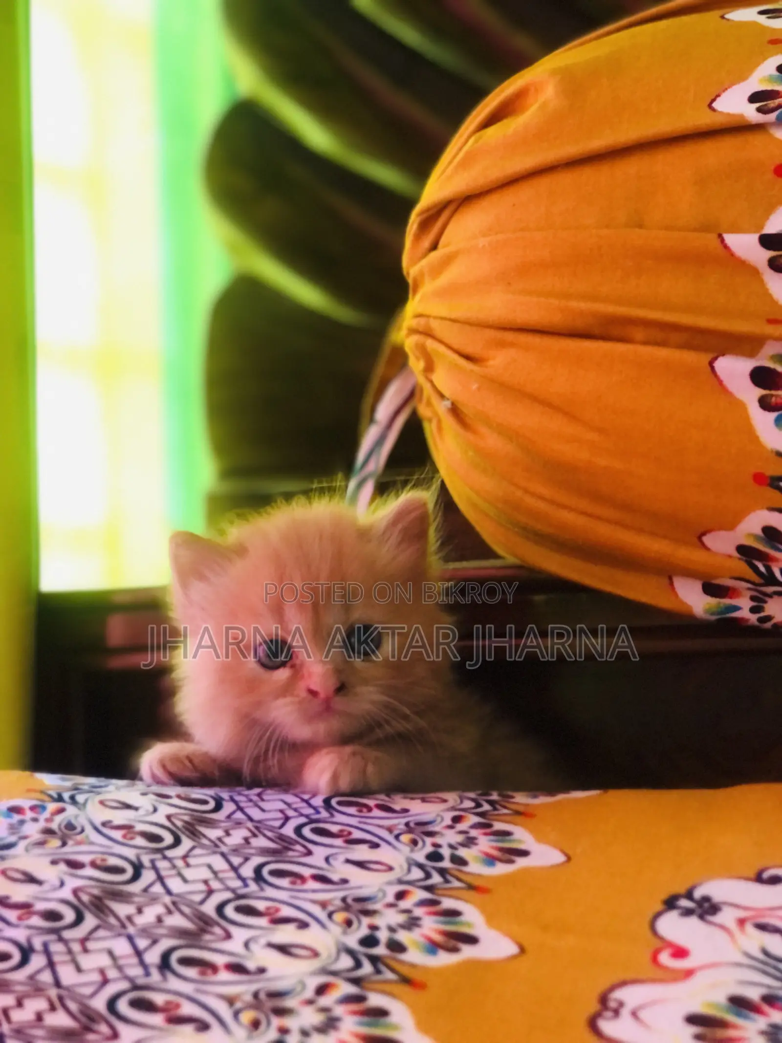 1-3 Months Female Purebred Persian