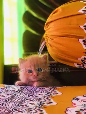 1-3 Months Female Purebred Persian