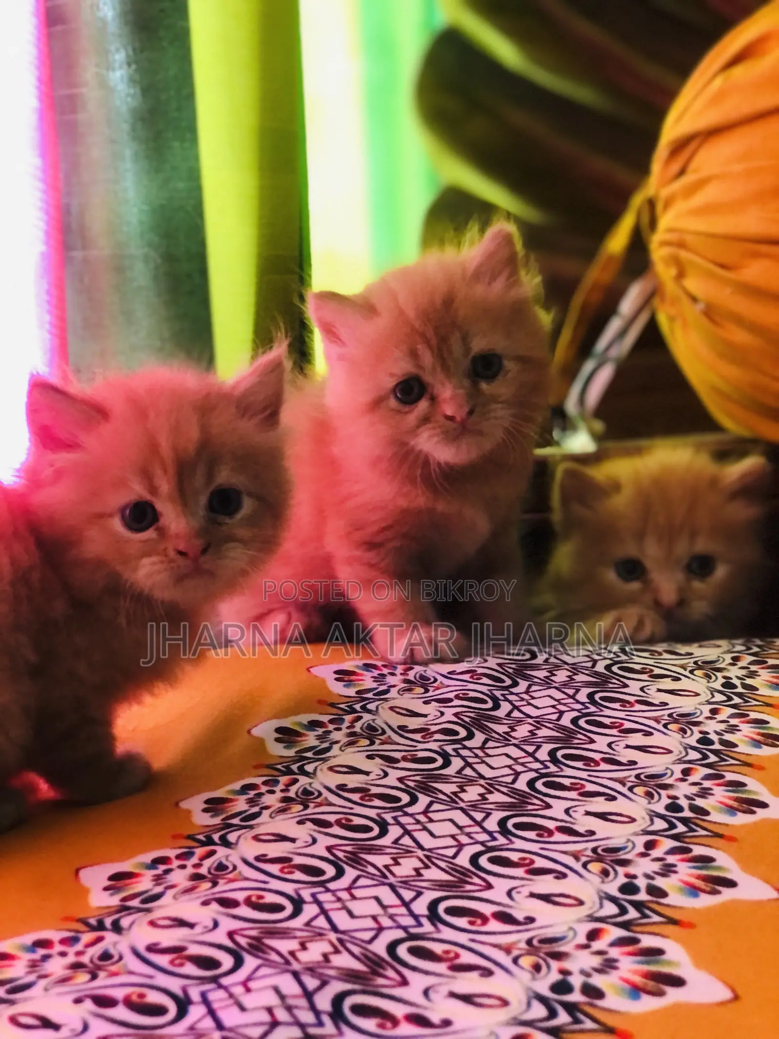 1-3 Months Female Purebred Persian