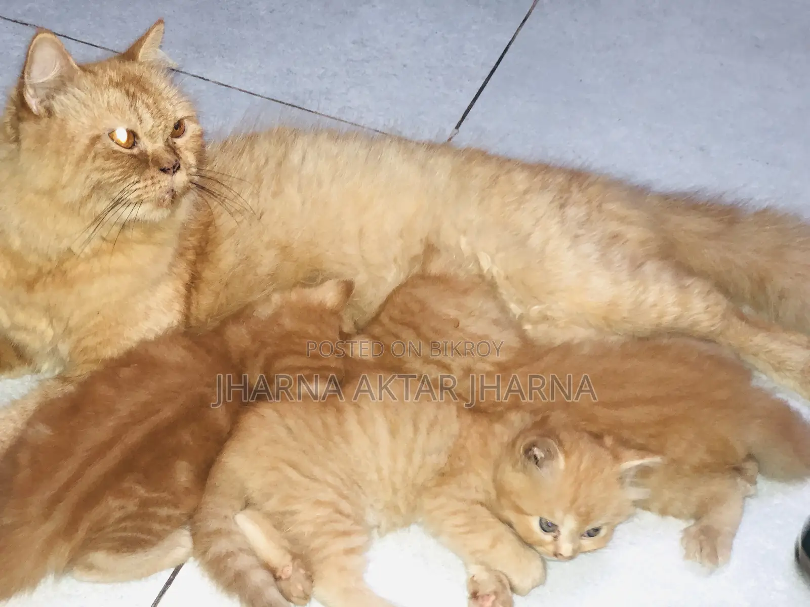 1-3 Months Female Purebred Persian