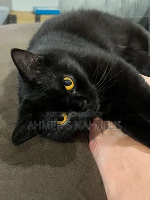 1+ Year Male Purebred British Shorthair