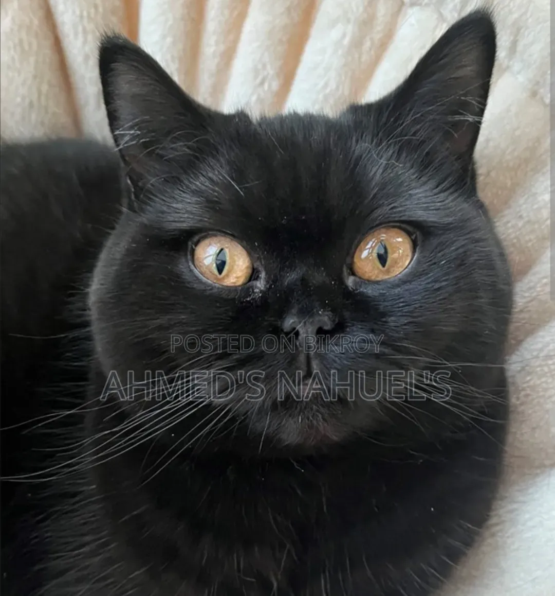 1+ Year Male Purebred British Shorthair