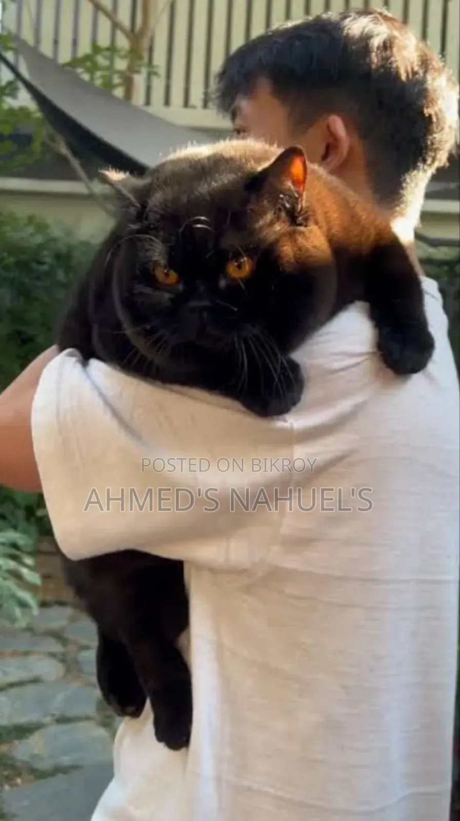1+ Year Male Purebred British Shorthair