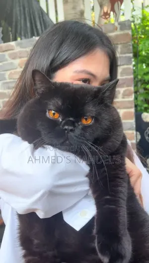 1+ Year Male Purebred British Shorthair