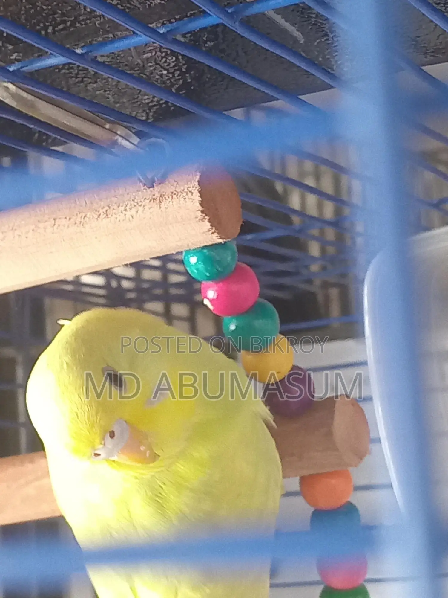 Budgie Bird Female (Age 3-4 months)