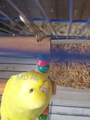 Budgie Bird Female (Age 3-4 months)