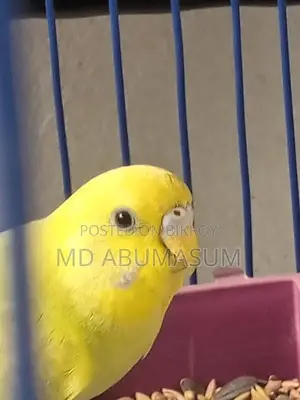 Budgie Bird Female (Age 3-4 months)