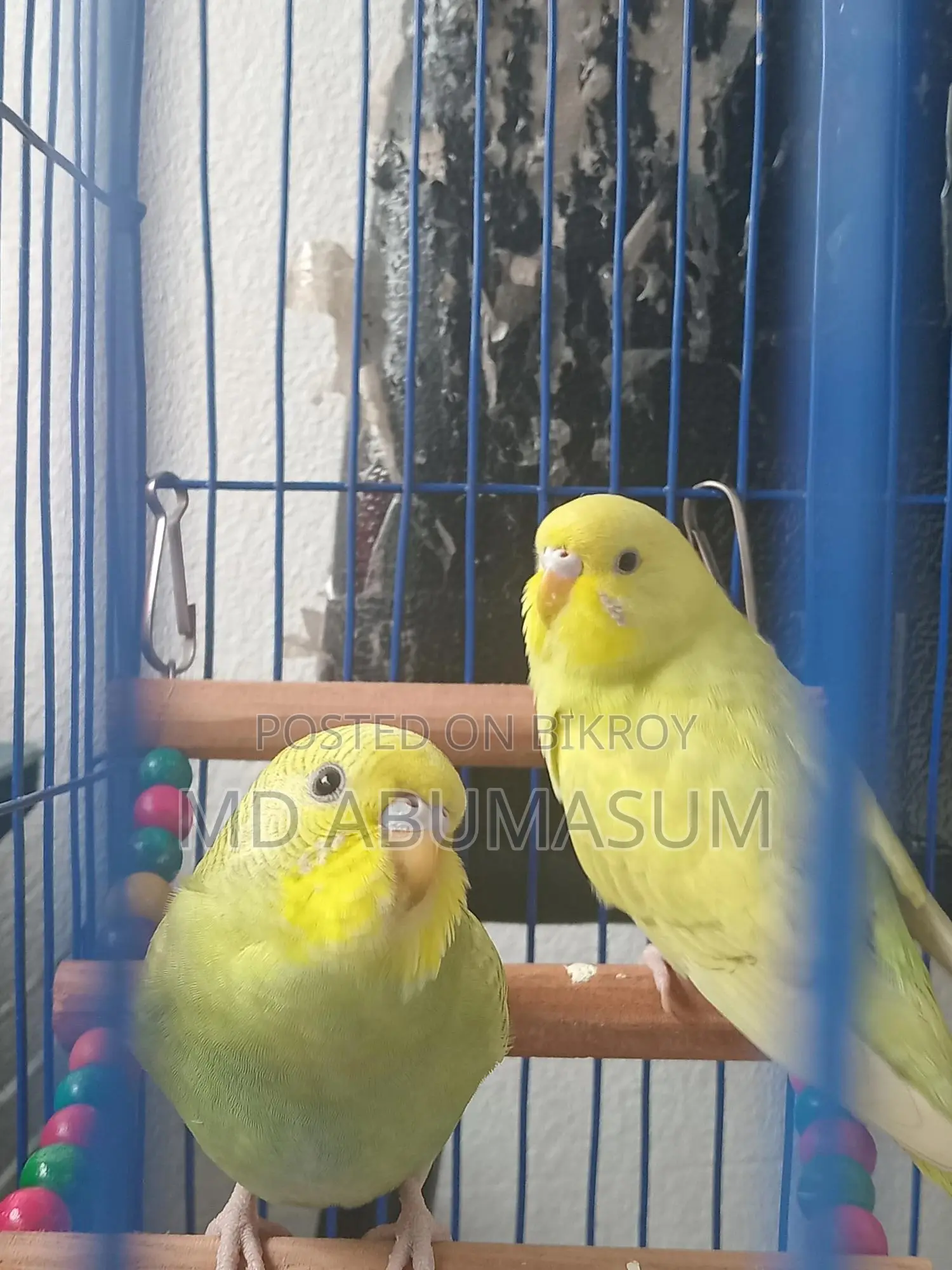 Budgie Bird Female (Age 3-4 months)