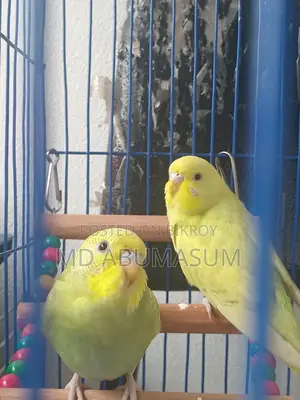 Budgie Bird Female (Age 3-4 months)
