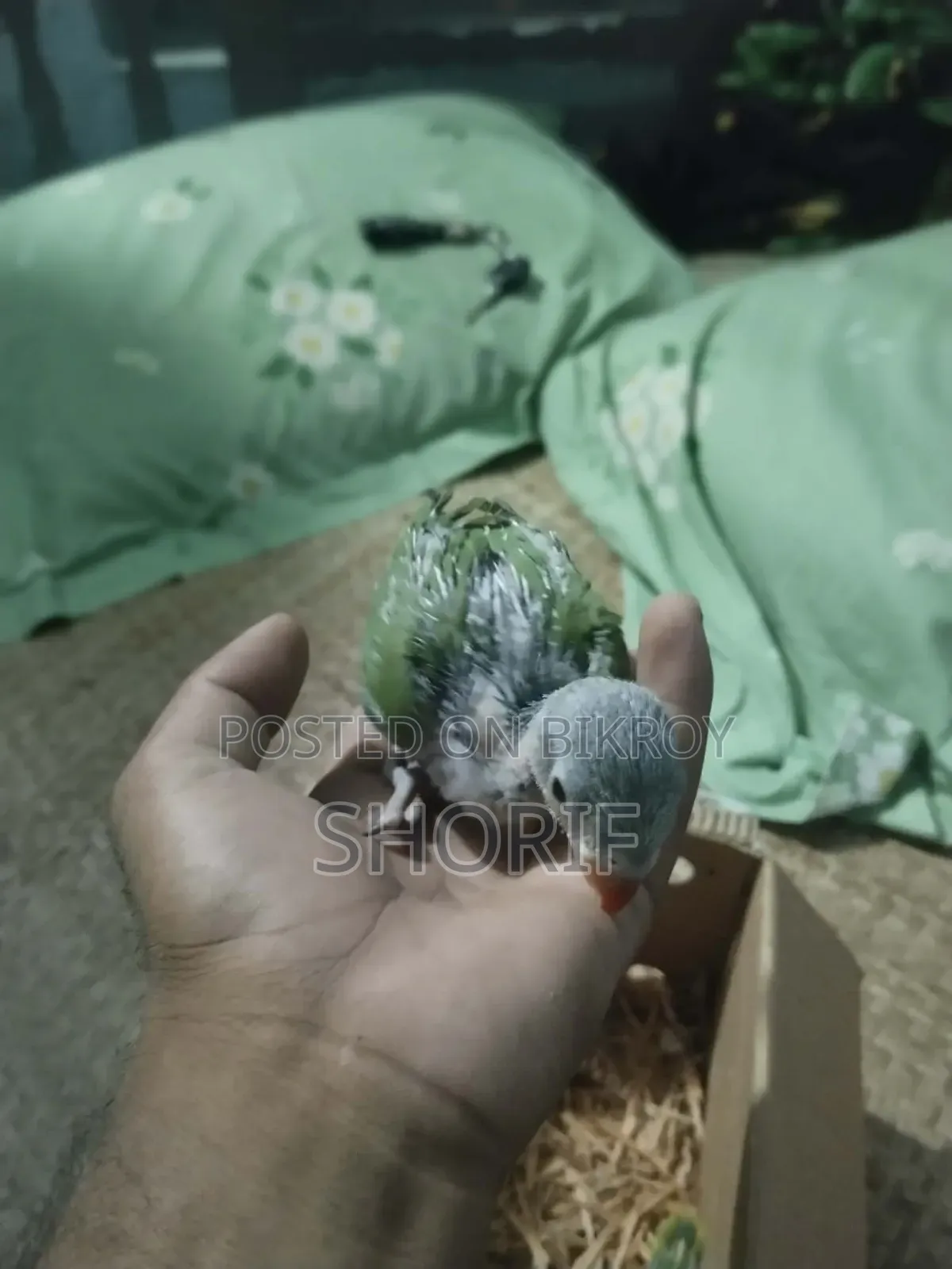2 Pieces Baby Ringneck