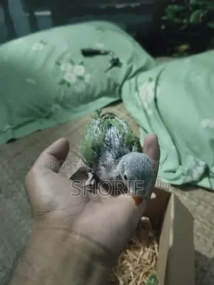 2 Pieces Baby Ringneck
