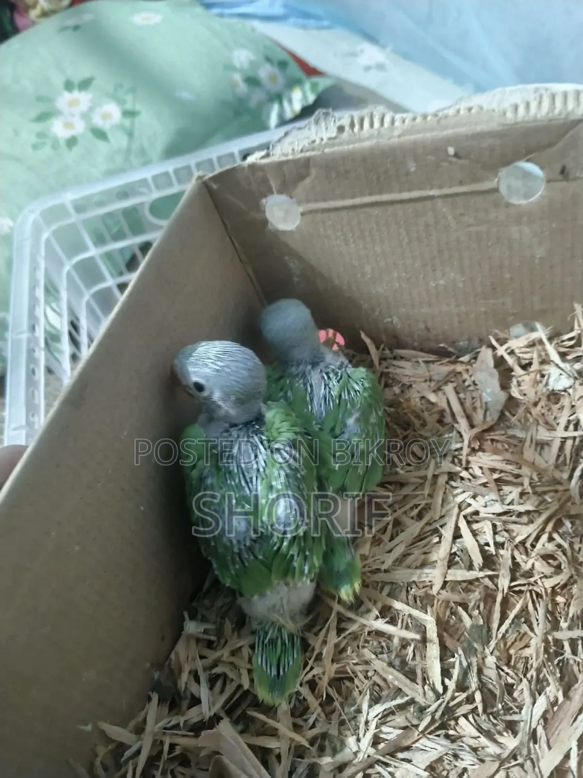 2 Pieces Baby Ringneck
