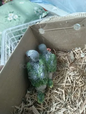 2 Pieces Baby Ringneck