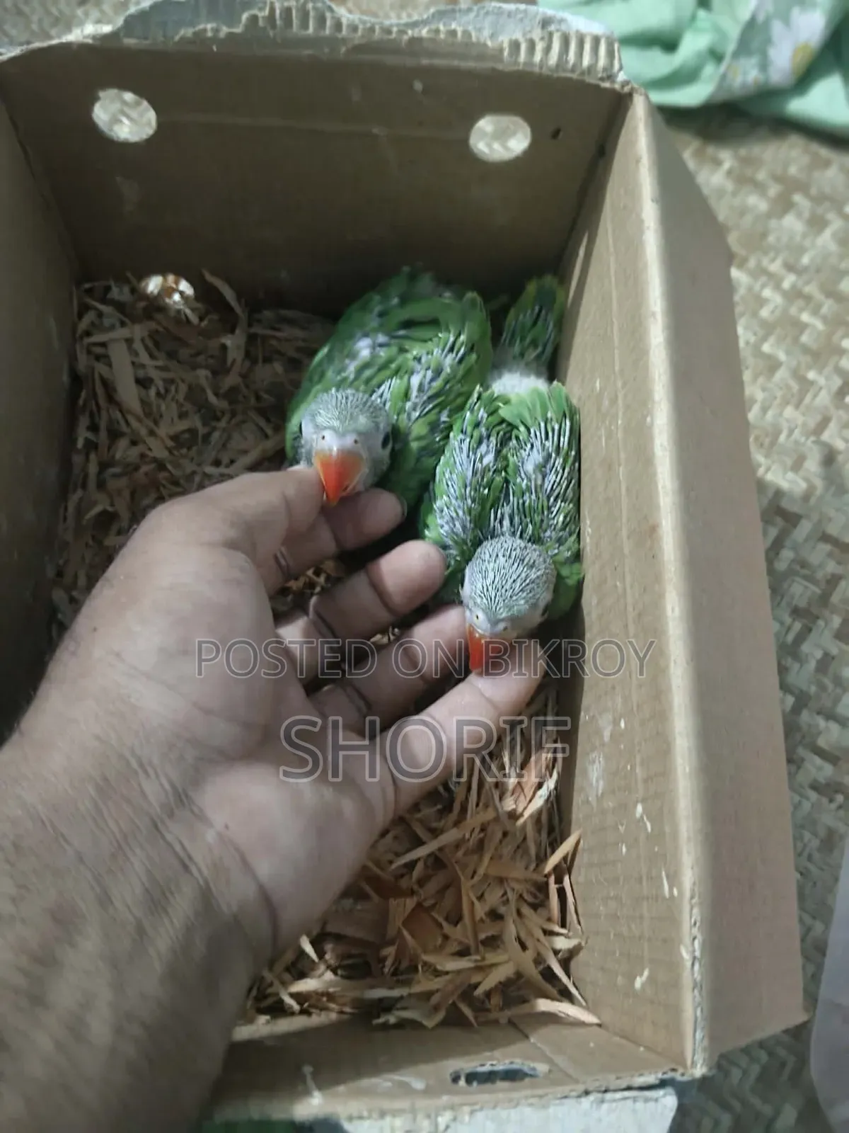 2 Pieces Baby Ringneck