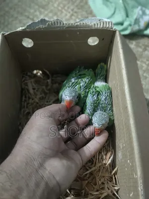 2 Pieces Baby Ringneck