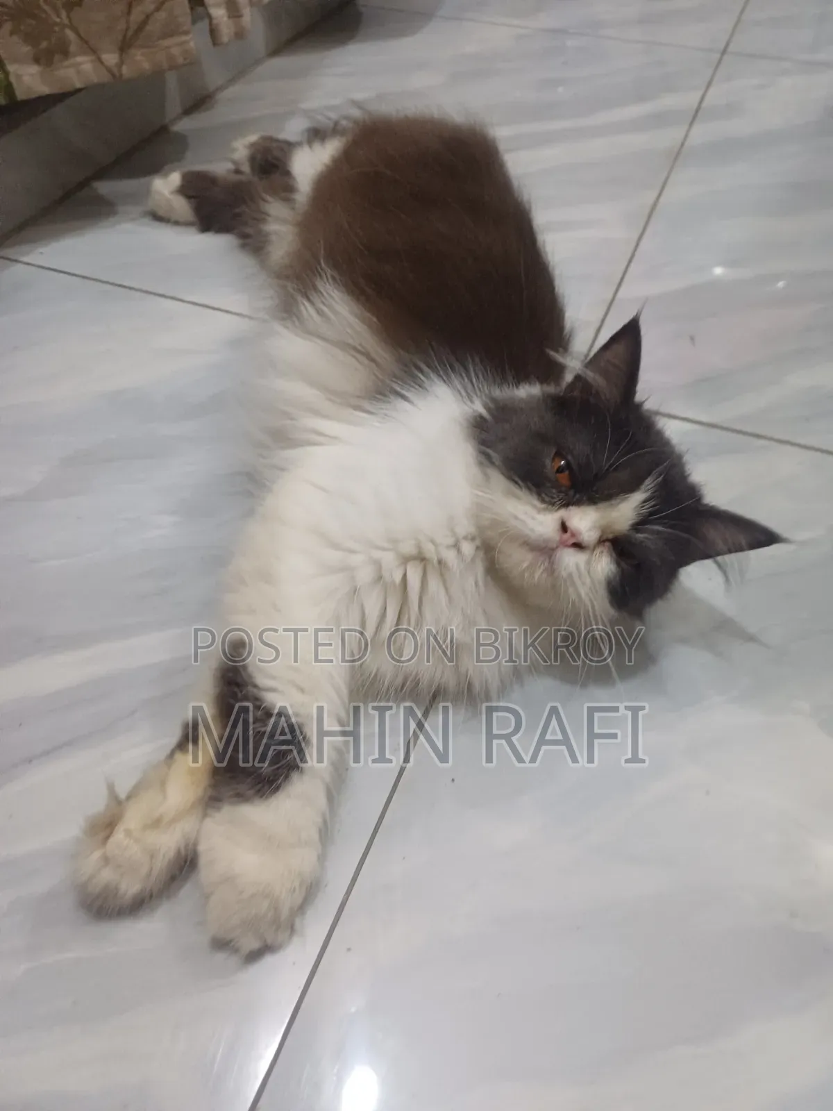 6-12 Months Female Purebred Persian