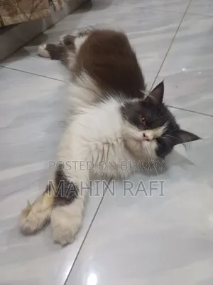 6-12 Months Female Purebred Persian