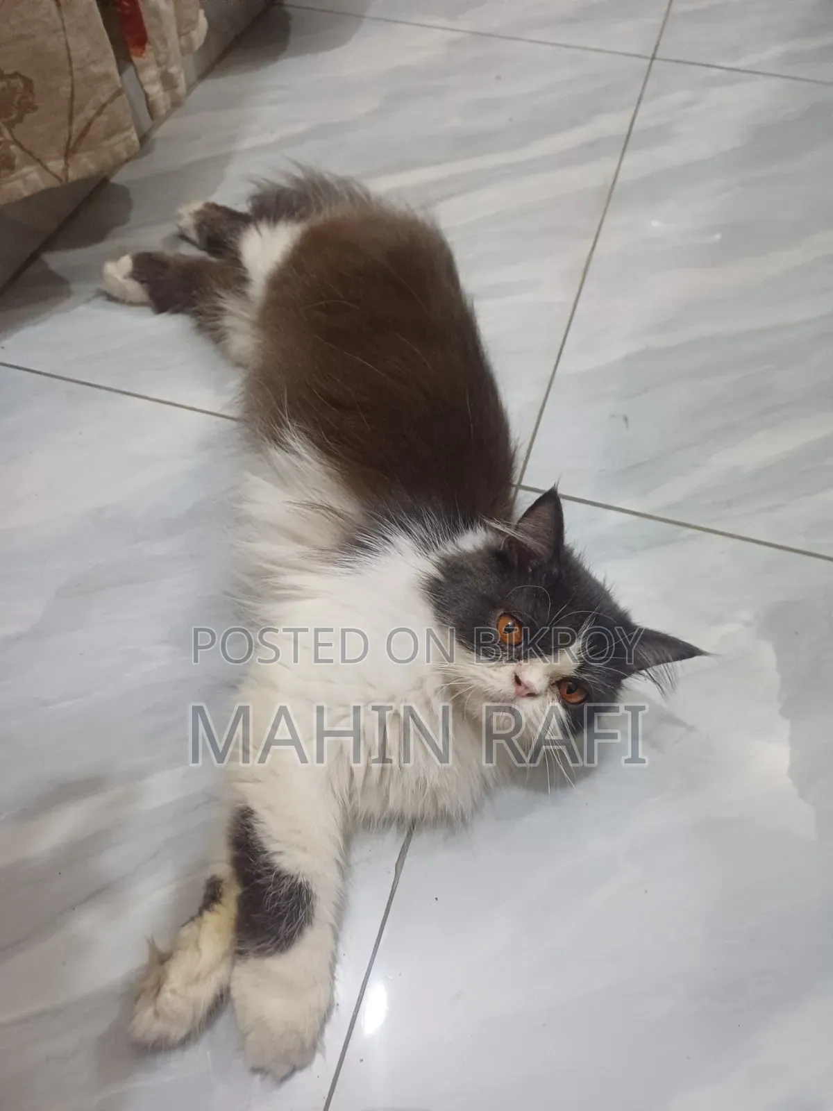 6-12 Months Female Purebred Persian