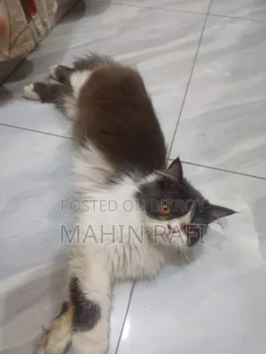 6-12 Months Female Purebred Persian