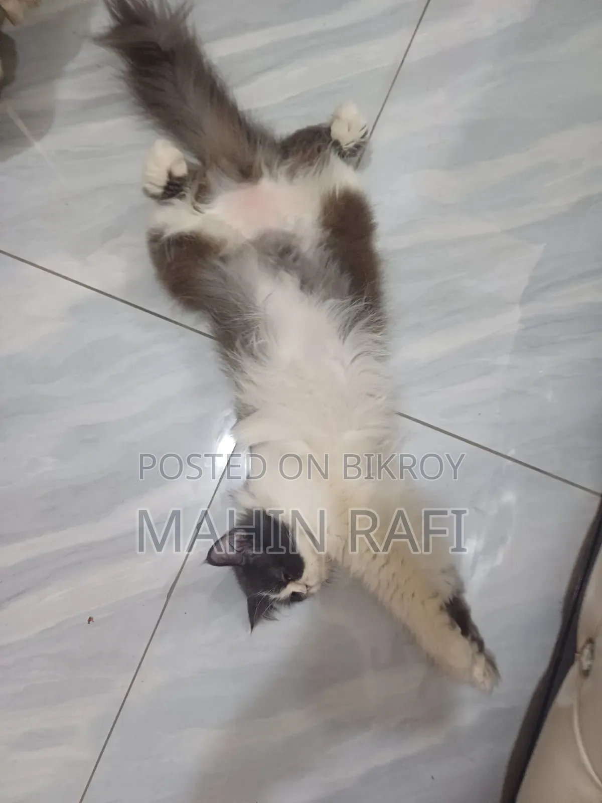6-12 Months Female Purebred Persian