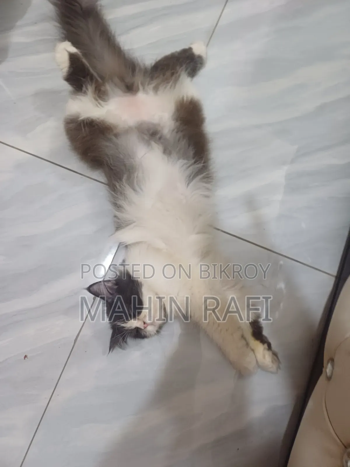 6-12 Months Female Purebred Persian