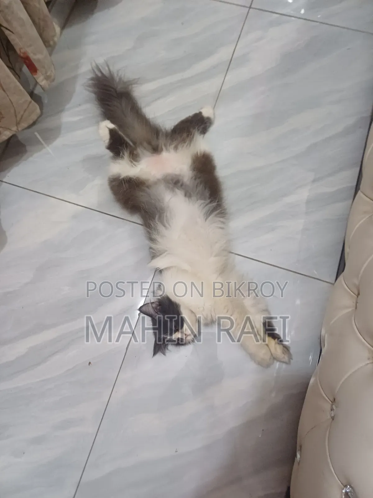 6-12 Months Female Purebred Persian