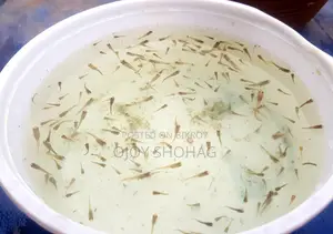 Gappy Fish